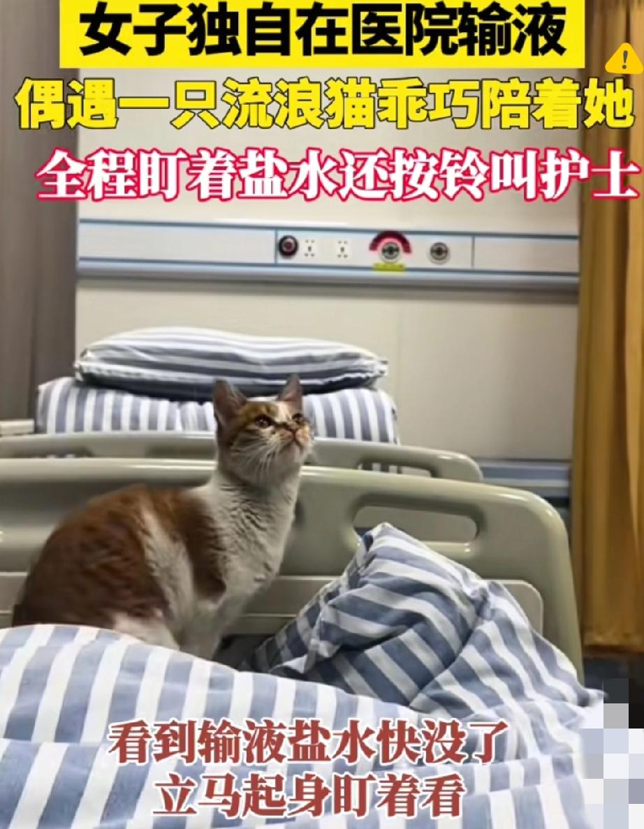 破防了！诊所里的守瓶猫咪，藏着最戳心的温柔救赎输液睡着的姑娘醒时，脚边竟