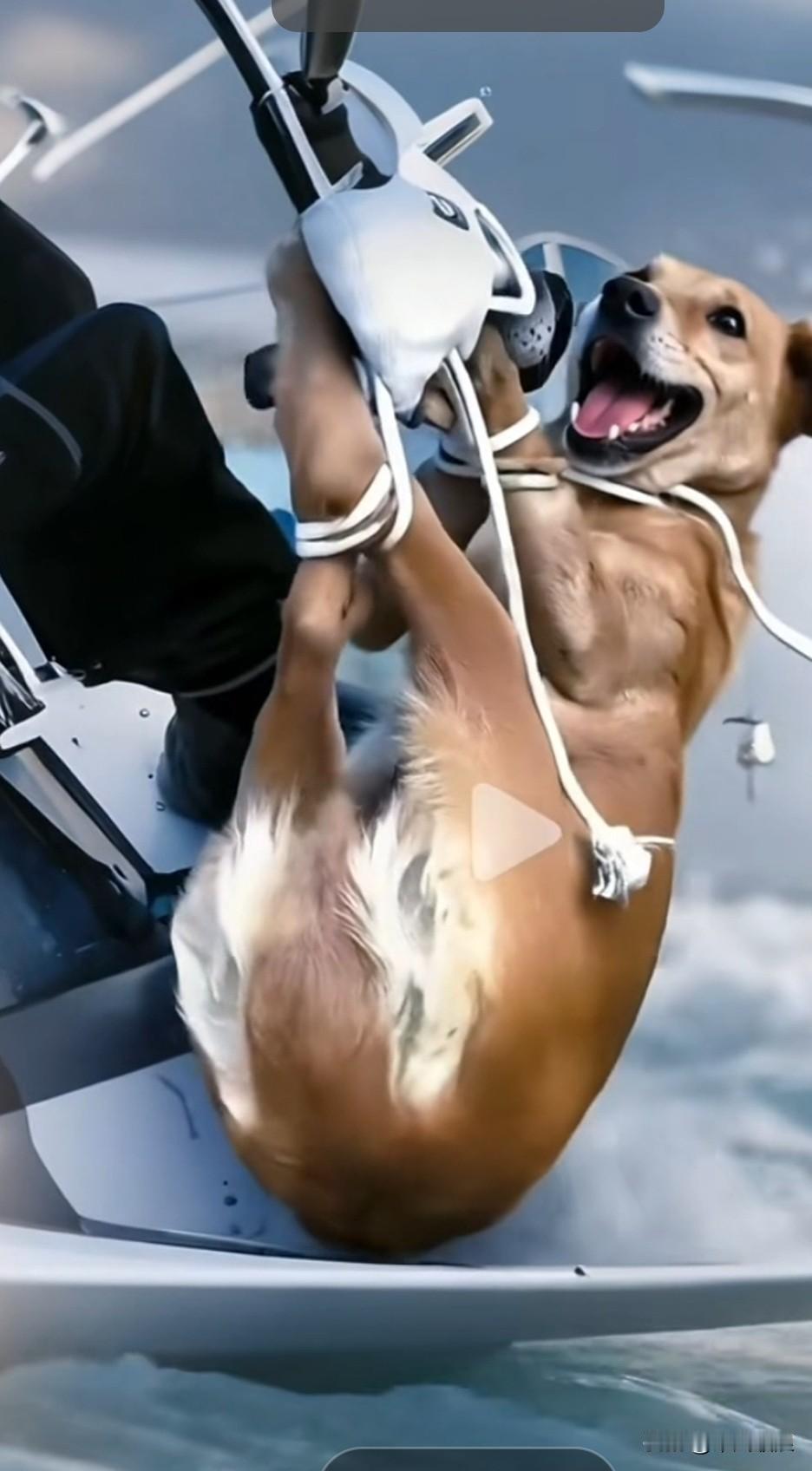 主人用这样的方式带狗狗出海体验生活，将狗狗四肢捆绑起来，挂在水上摩托车的车把上，