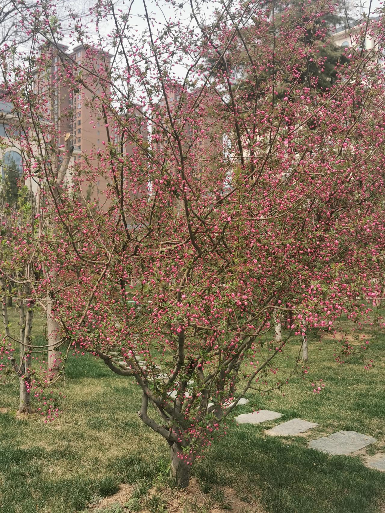 一棵树的风景，足以满足人们的赏花欲望。春天的美丽，就在我们身边。