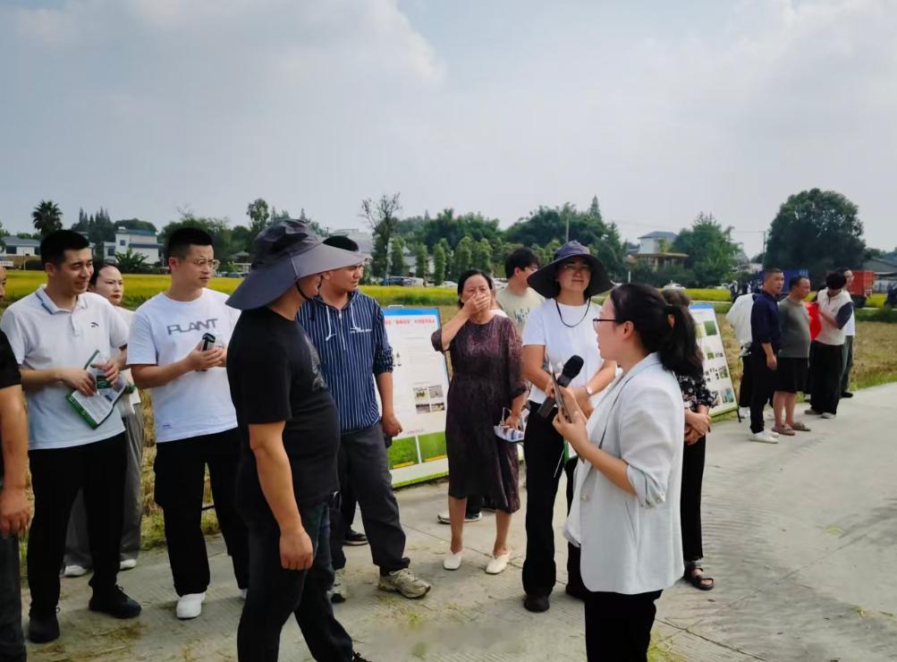 #三农资讯#【如何“藏粮于地、藏粮于技”？田埂上的现场会让种植户眼前一亮】#成都农业#金秋九月，稻浪