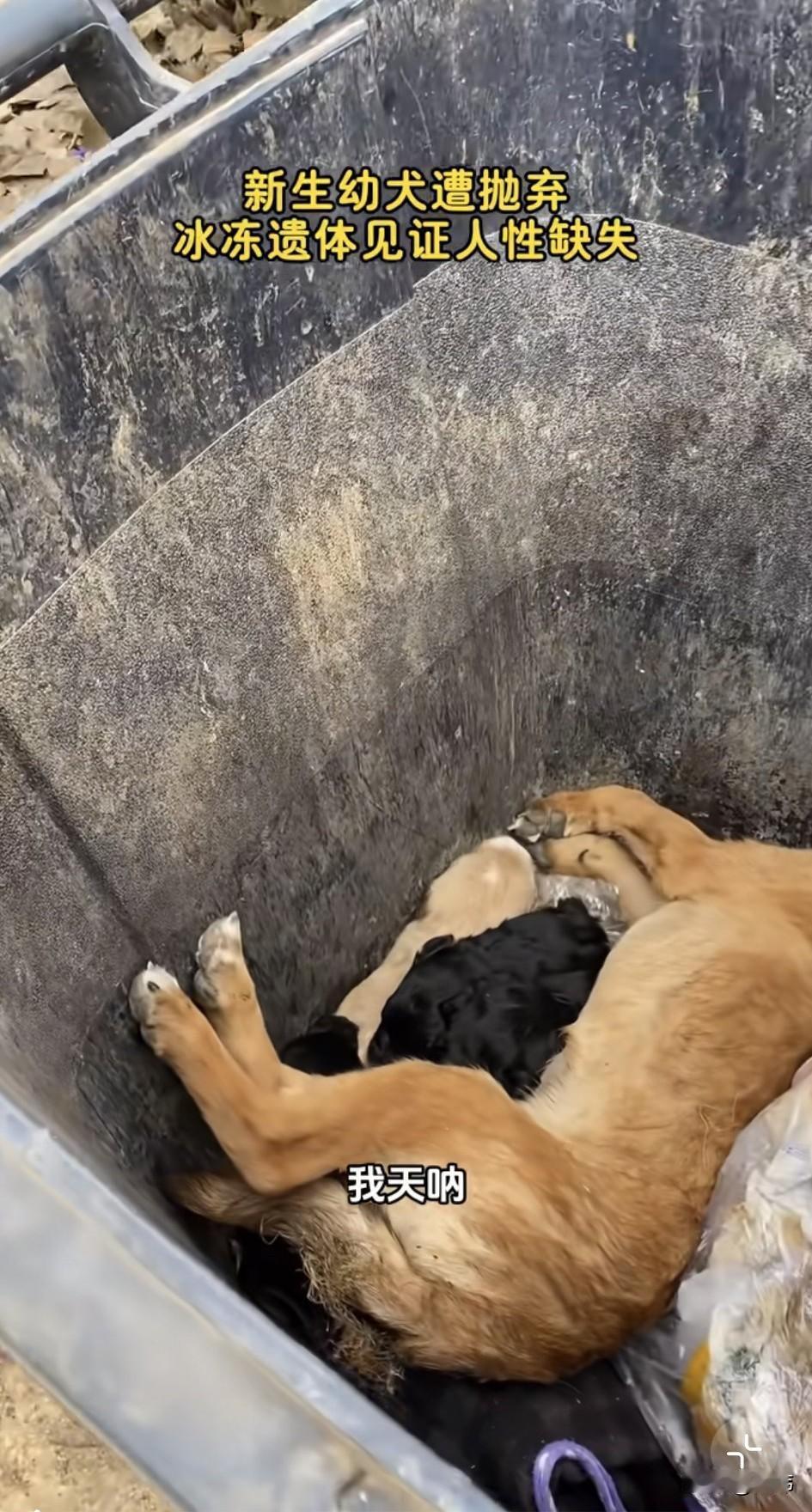 泪目了！这天一位小哥哥去倒垃圾，结果在路边的垃圾桶看到了无比凄惨的一幕，有人居然