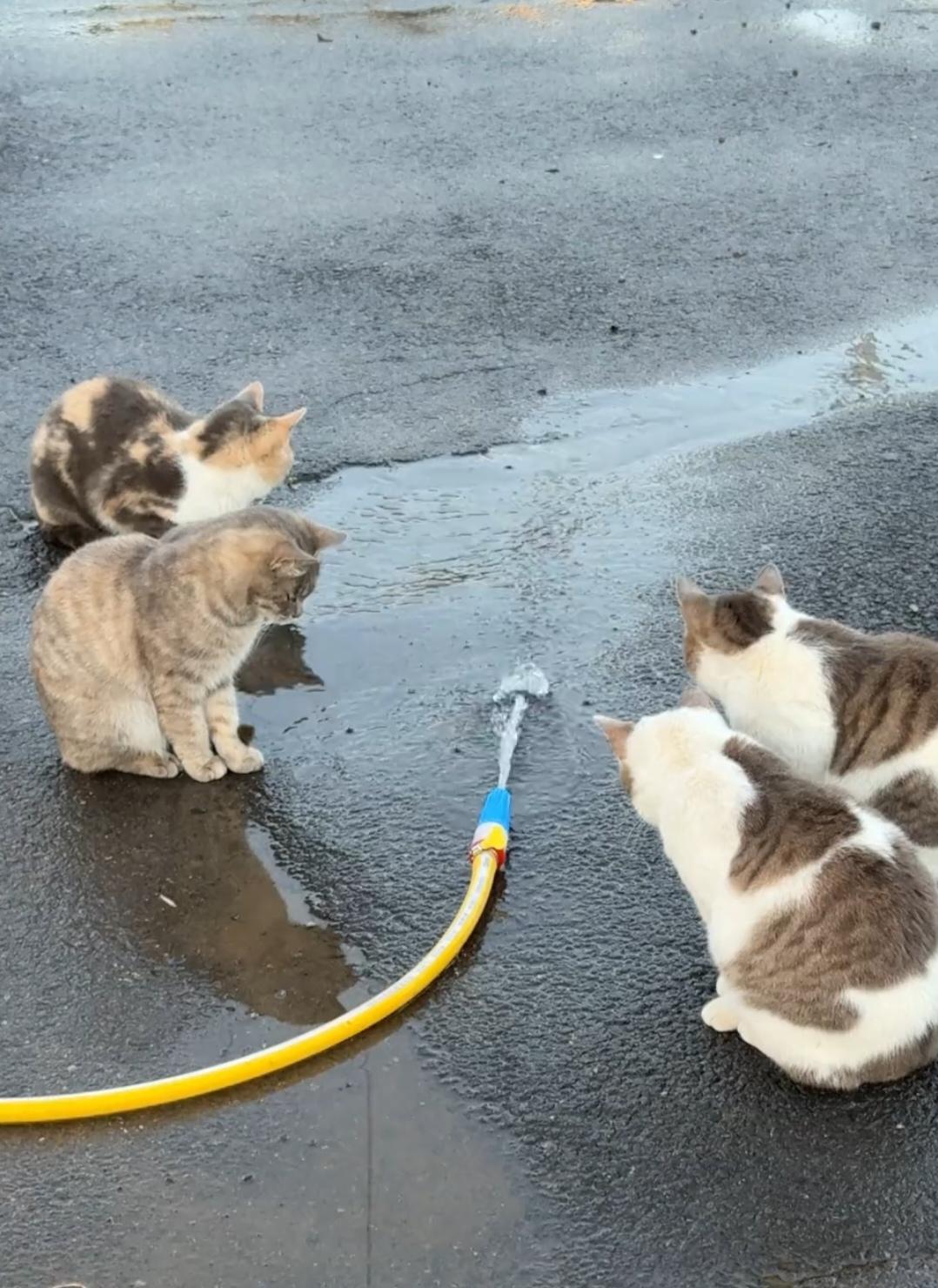 四只猫咪围蹲在喷水的水管旁，静静盯着潺潺水流，模样呆萌又治愈，满是天真趣味。