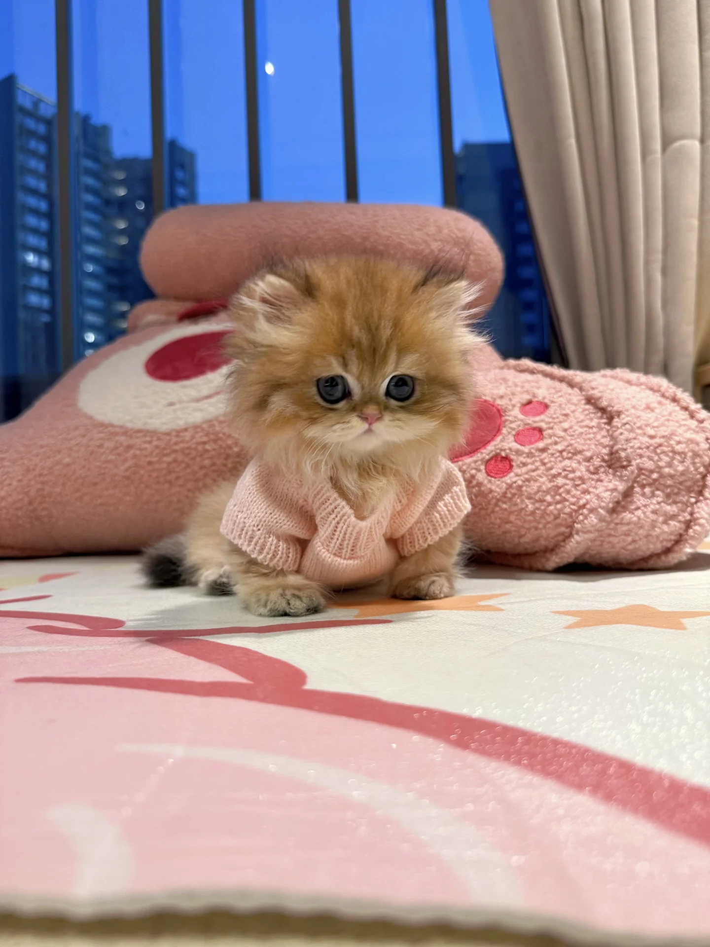 急急急！！小猫咪生气了～该怎么哄啊？
