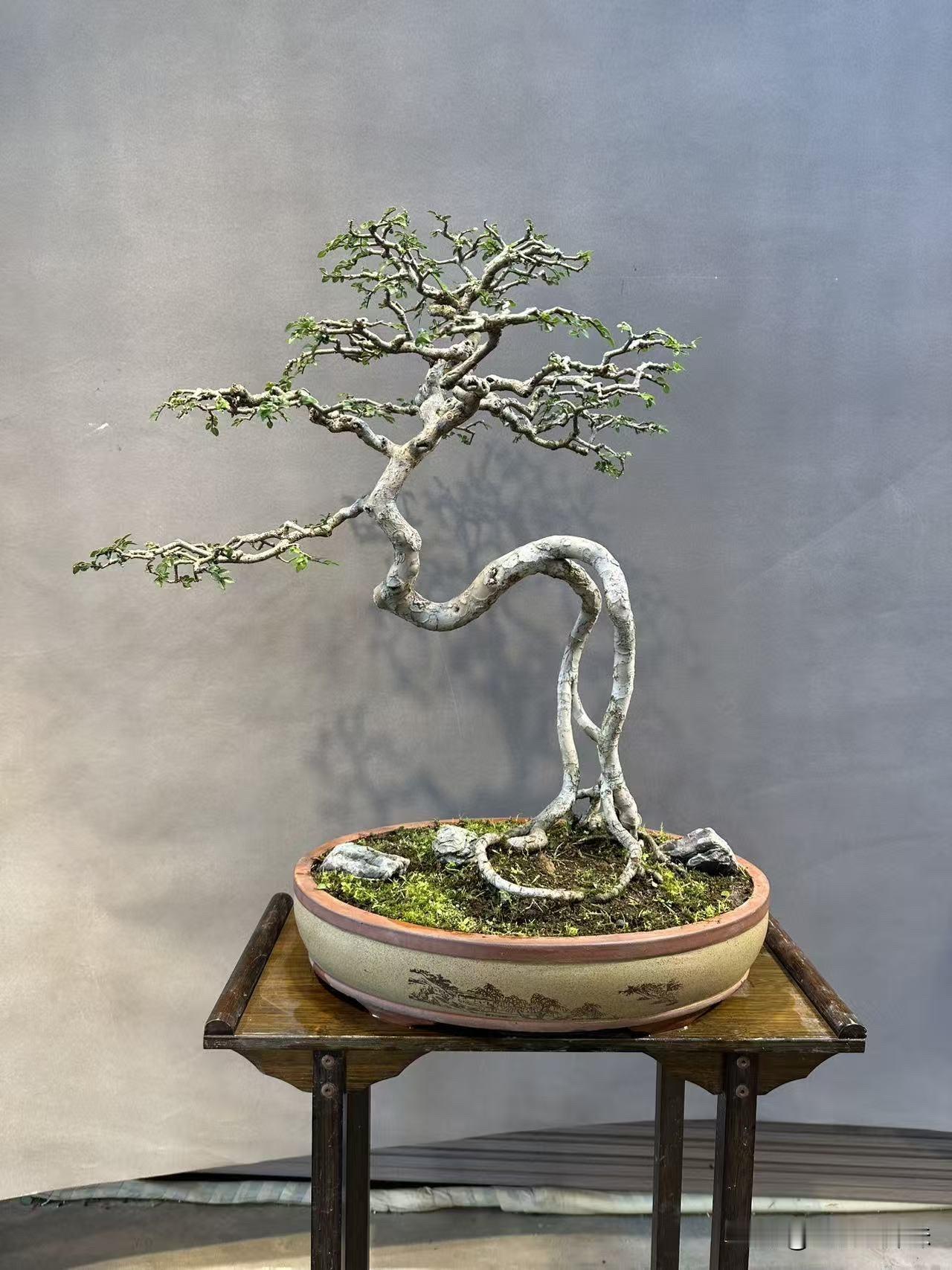 一盆精心修剪的盆景，尽显自然之美榆树自然树桩盆景