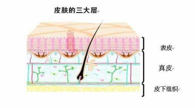 为什么做手术时, 切开的皮肤不流血?