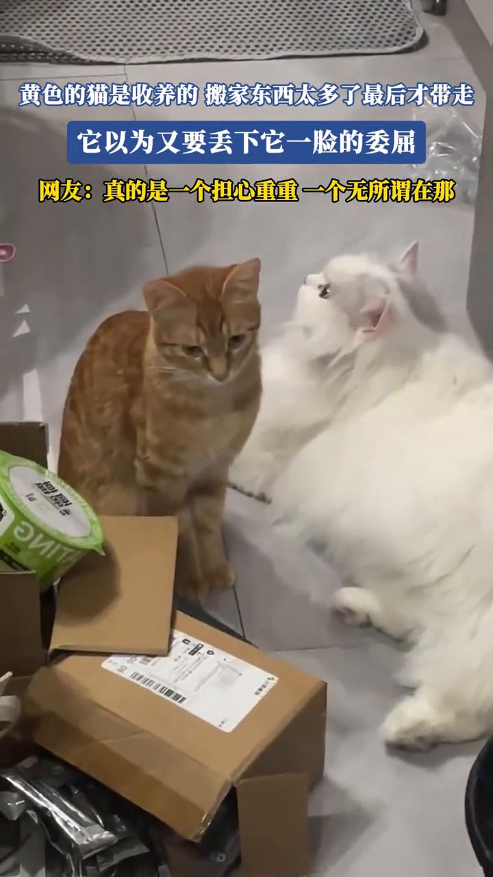 黄色的猫是收养的，搬家东西太多了最后才带走，它以为又要丢下它一脸的委屈。网友：真