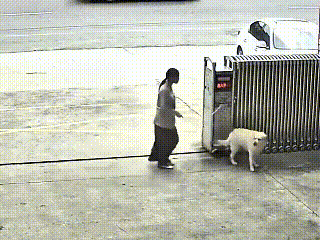 咱说这小狗真是成精了！出去玩疯了，主人在家门口急得直跺脚，等它回来。结果这货刚露