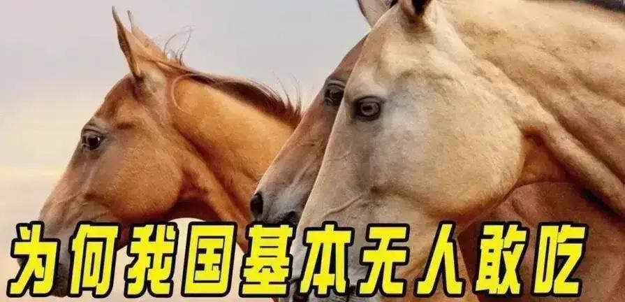 中国每年有470万匹马被屠宰，可是在国内几乎看不到有人吃马肉，这些马肉都去哪了？
