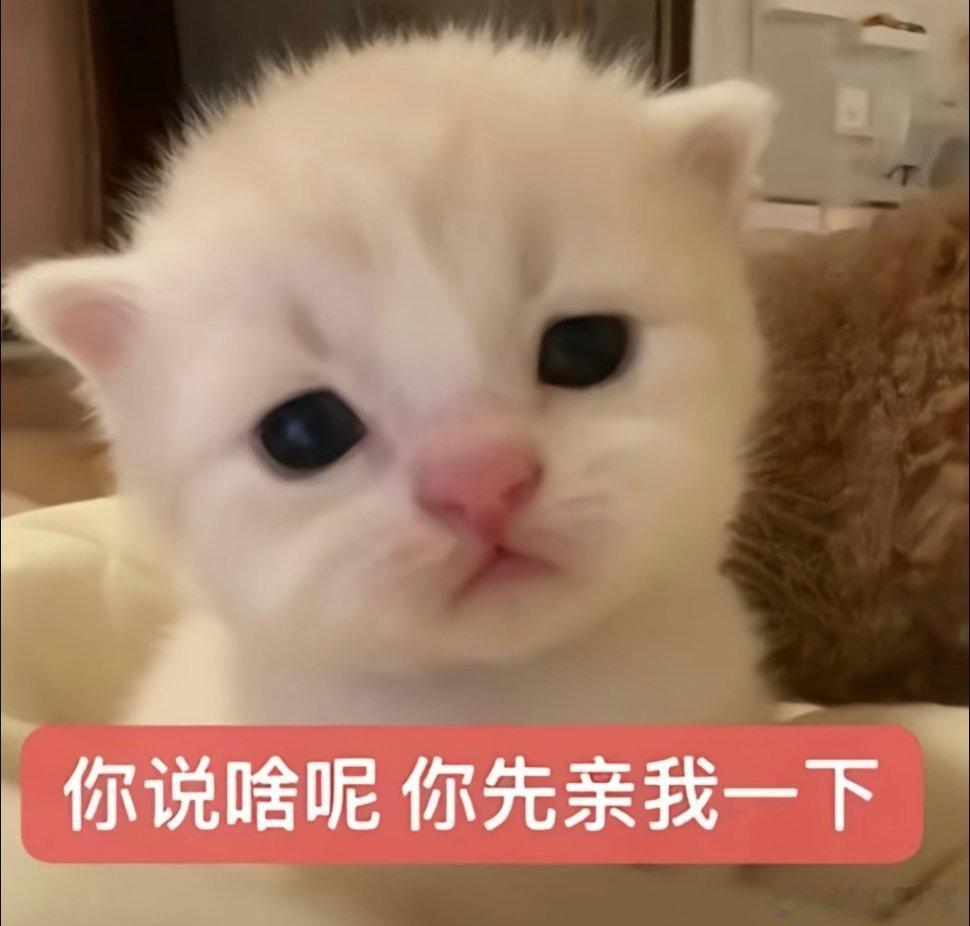 猫咪表情包~