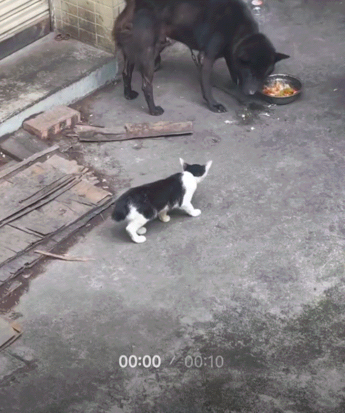 路边一只狗子在门吃饭时，一只断尾流浪猫鼓起勇气靠近，想向狗子讨点吃的。一般这种情