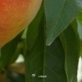 种植0000🍑水蜜桃简易种植方法✅优先买一年生嫁接苗（白凤、湖景蜜露等），不