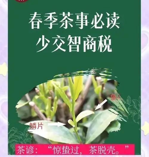 春季买茶避坑！这5种茶，茶农自己都不喝，却有人天天买春茶