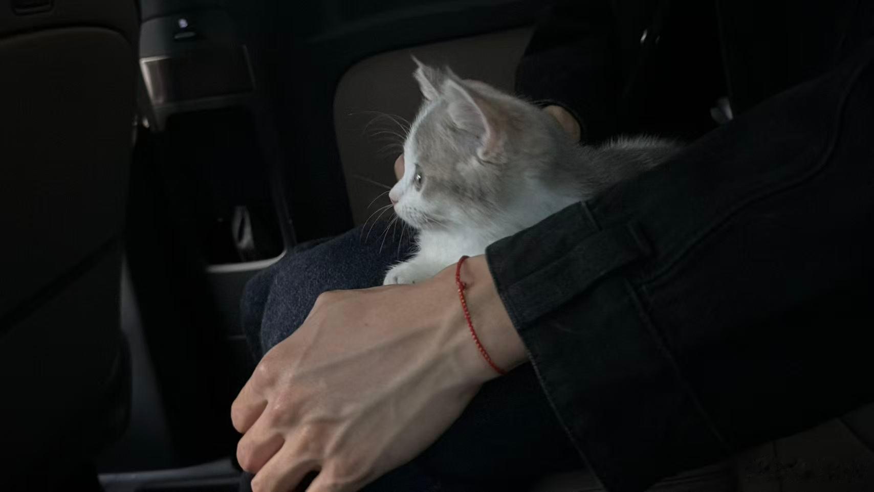 这两张好适合当头像啊我的男友与猫🐱