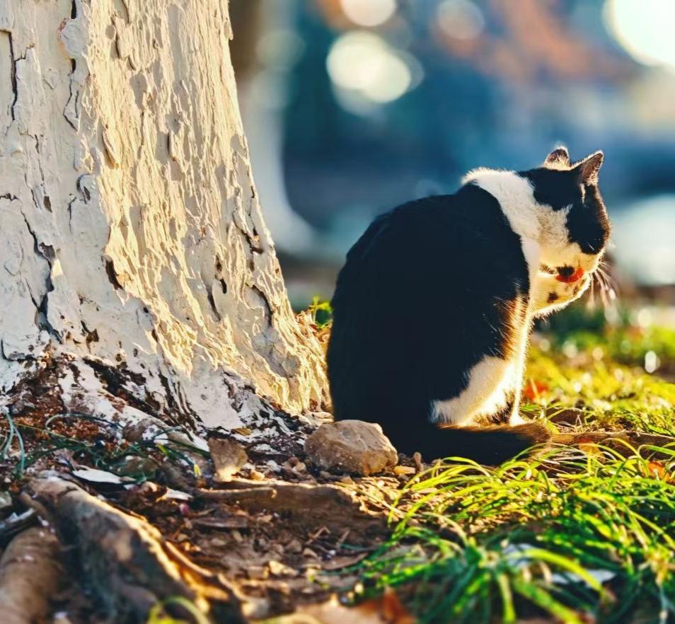 🌞树影把光阴磨成暖金，猫咪舔着掌心的甜，连风里都漾着午后慵懒的诗。🍃阳光给