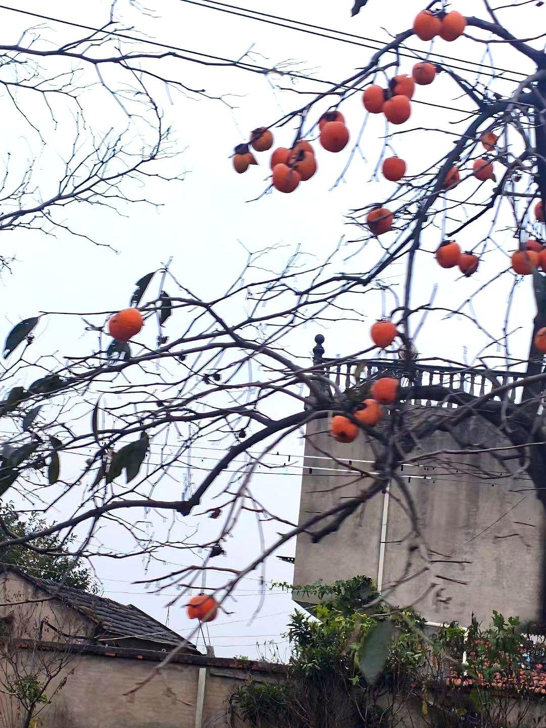 “柿子留几个，鸟才能活过正月。”陕西富平老柿农李保田把这句话挂嘴边，却常被游客笑