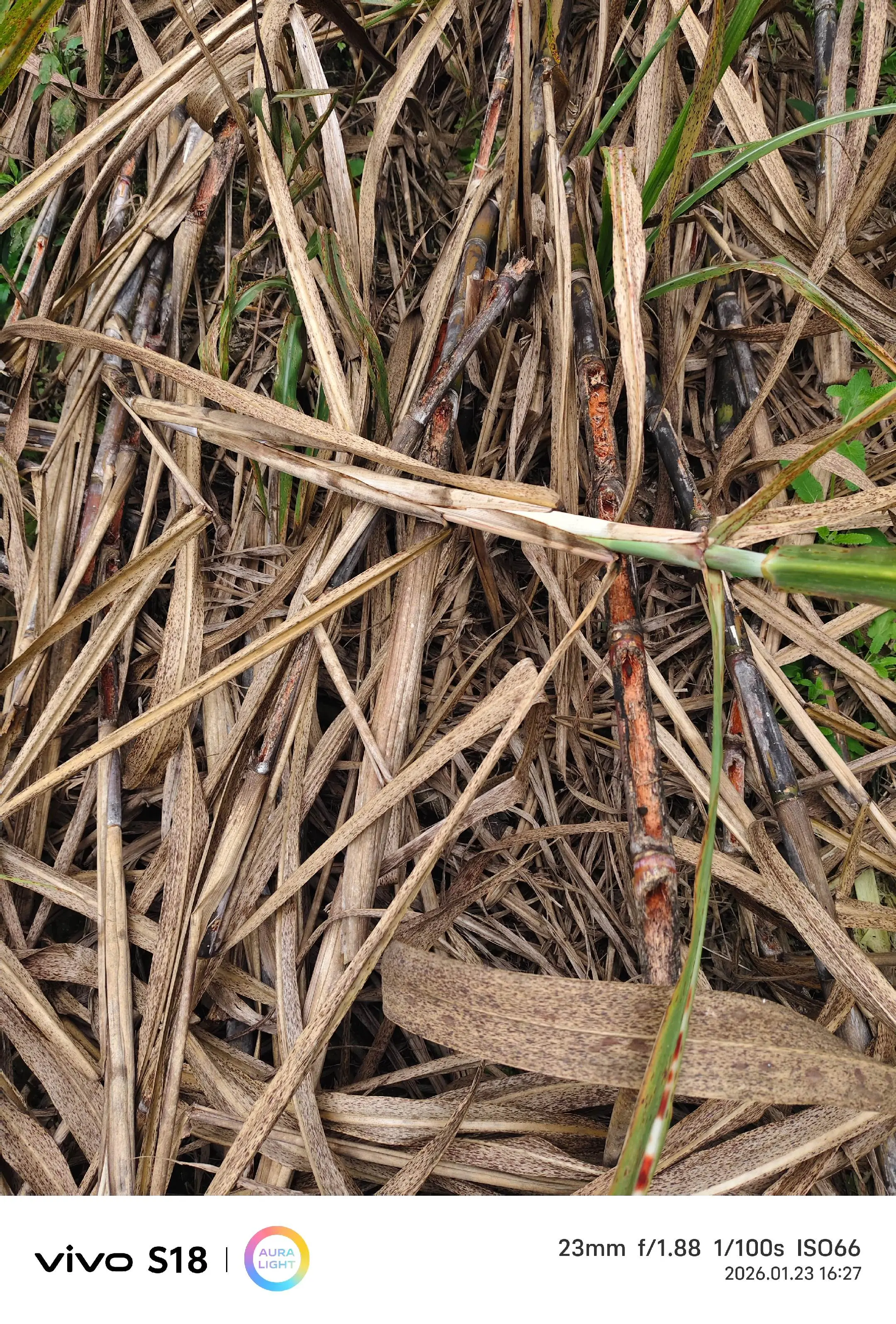 谁能借我一张甘蔗票，再不砍都要变成老鼠窝了，看着好心痛的甘蔗，不想再种...