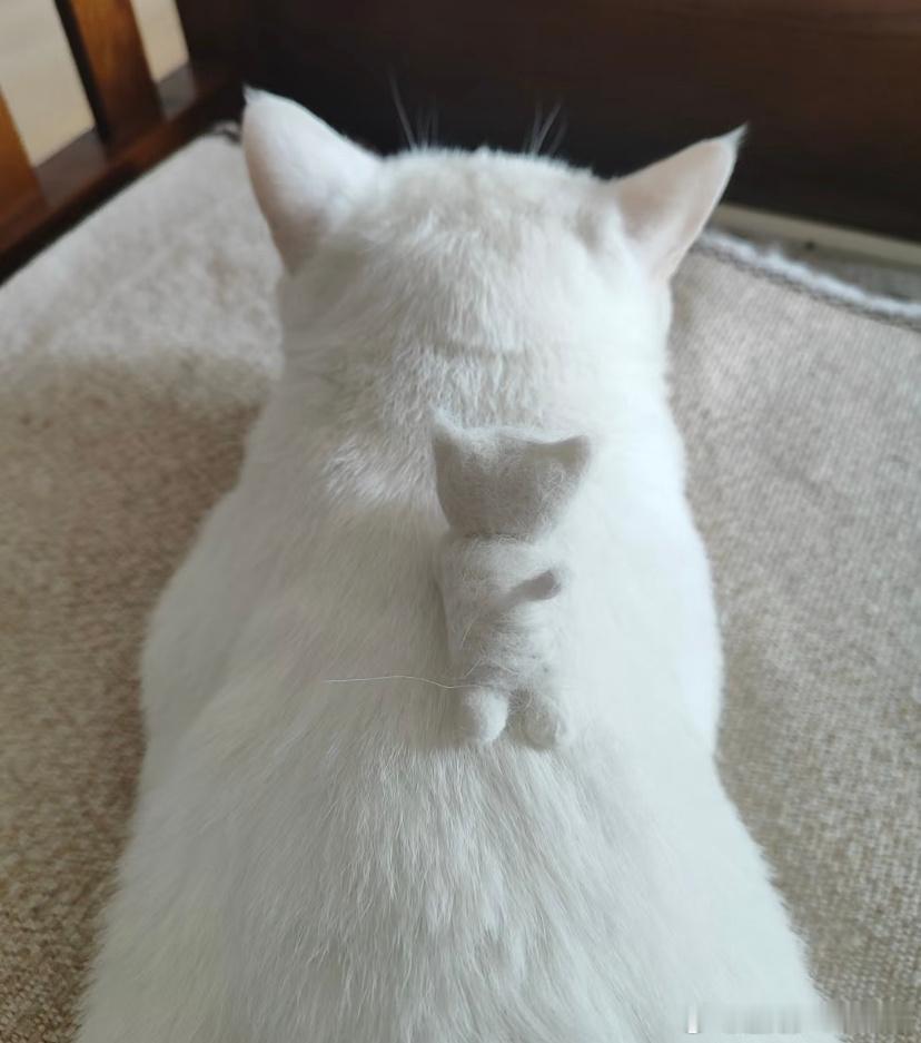 猫毛是属于小猫的化身校园热梗王​​​