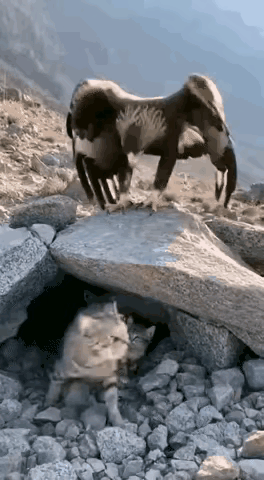 总算看明白了，为什么叫猫科动物！猫妈妈浴血奋战，奋不顾身打败空中霸主金