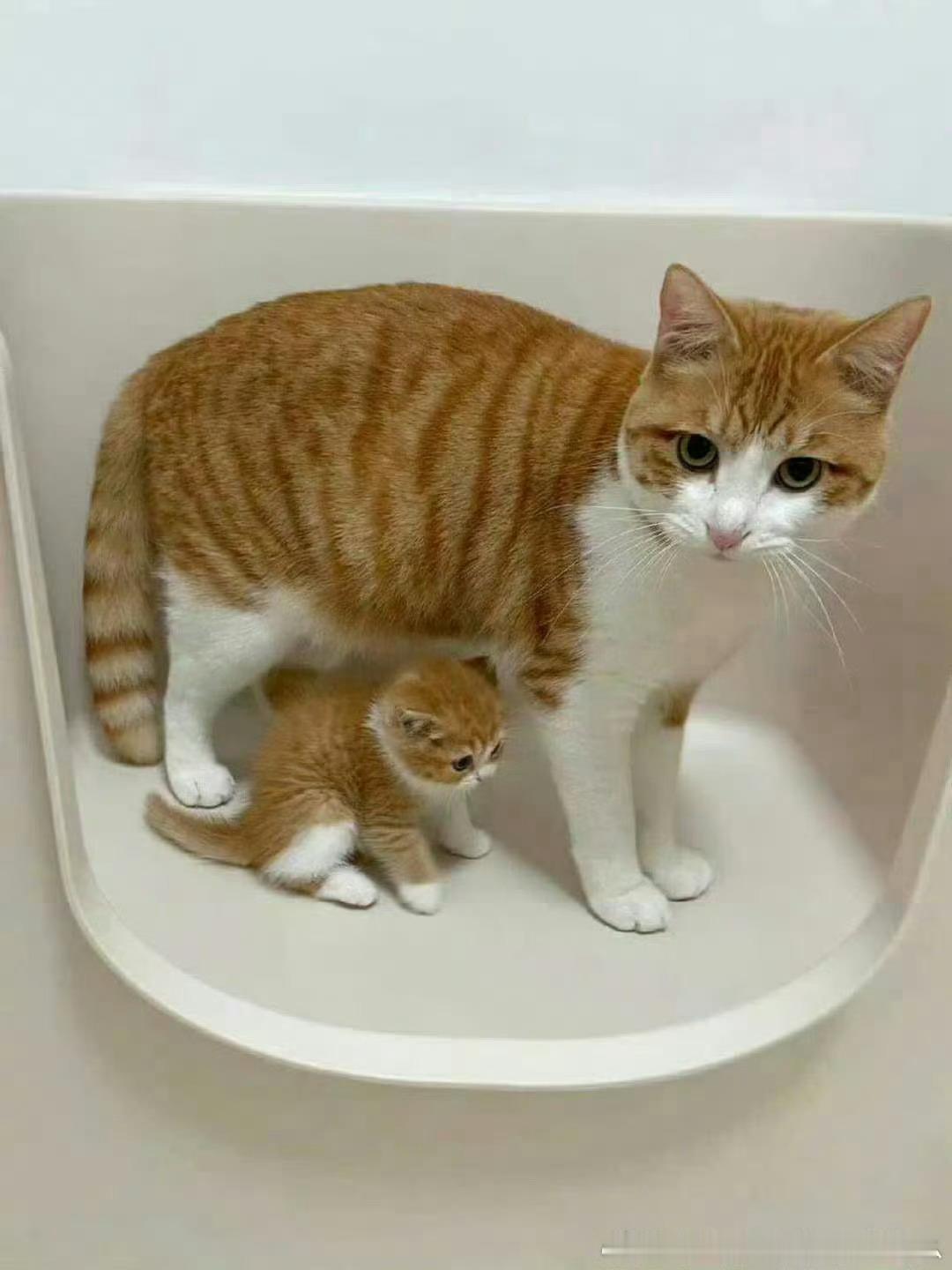 猫咪生了个一模一样的自己