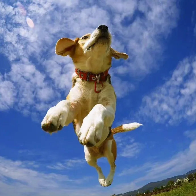 快看！有狗在天上飞（小飞侠的快乐狗生）