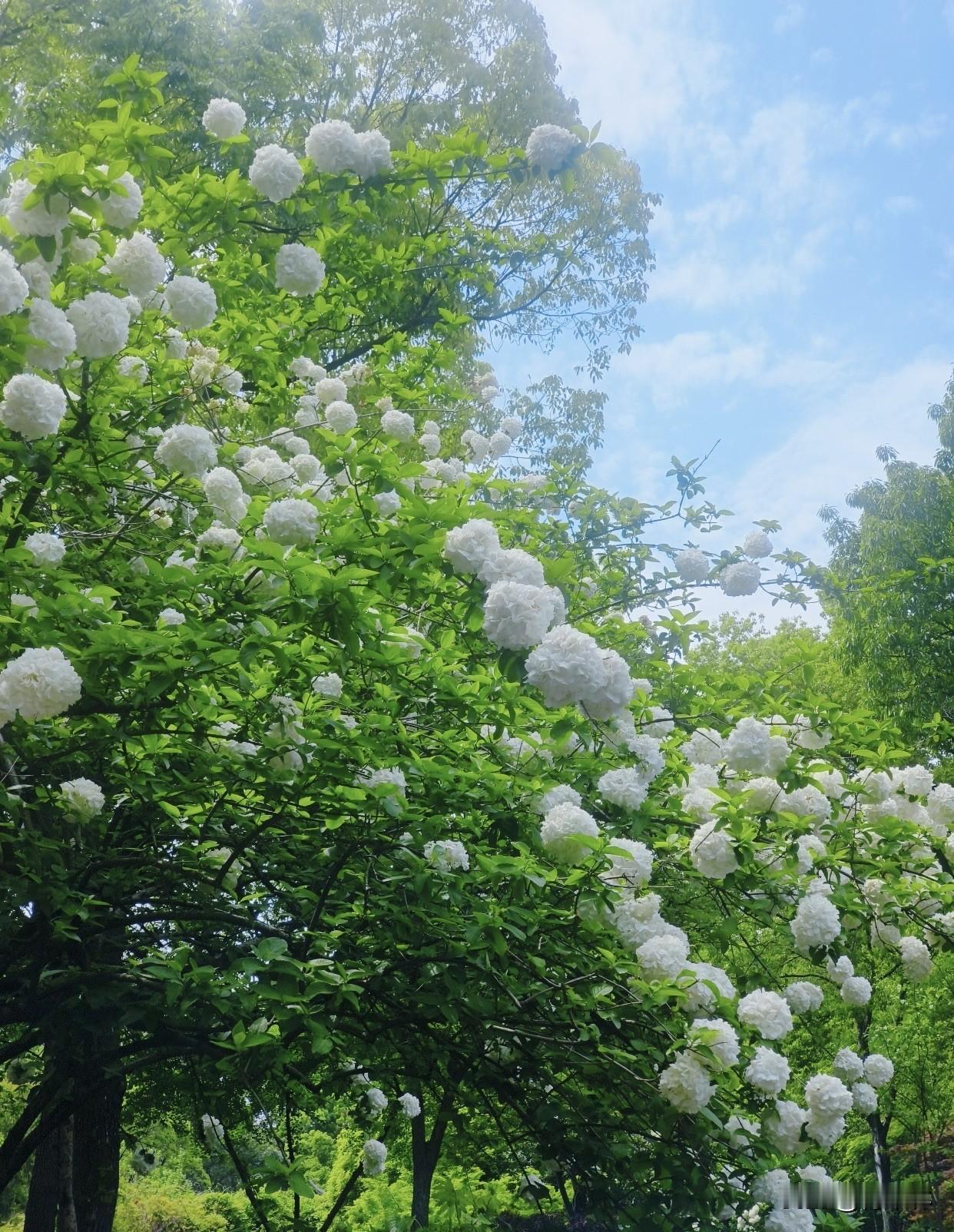 春天逛公园，除了沿途的杜鹃花，给人惊喜的是一棵棵木绣球给的！满树圆滚滚的白花团，