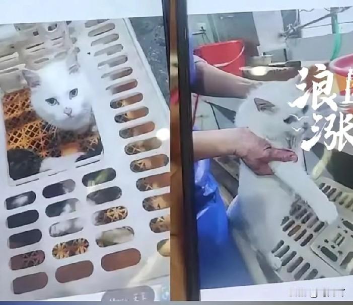 广东某些地区的做法真是让人无语！前几天听说广州有一批人，抽干流浪猫血液卖到宠