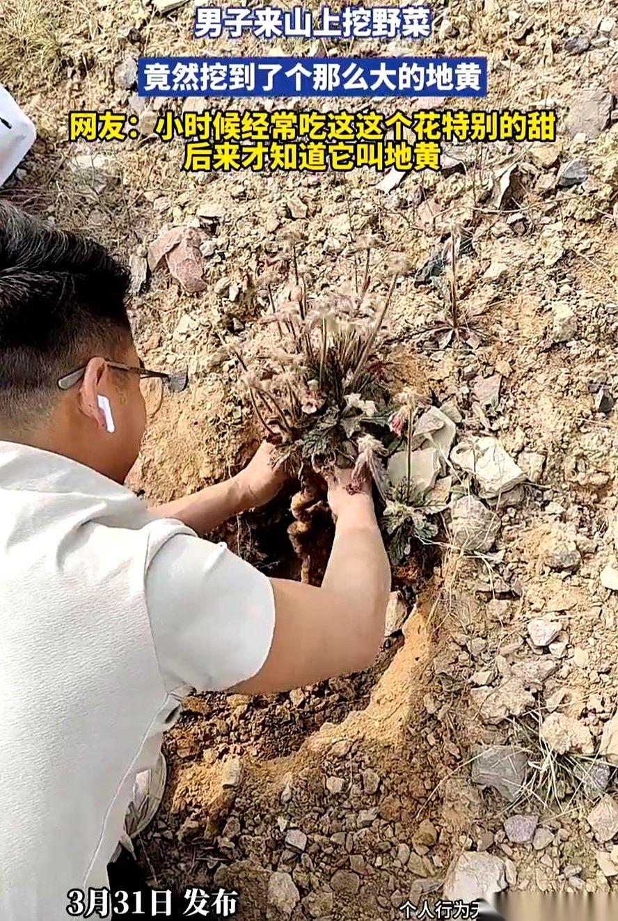 重庆一个大哥，本想上山挖点荠菜，结果一锄头下去，整条胳膊都被震麻了。地下那东西