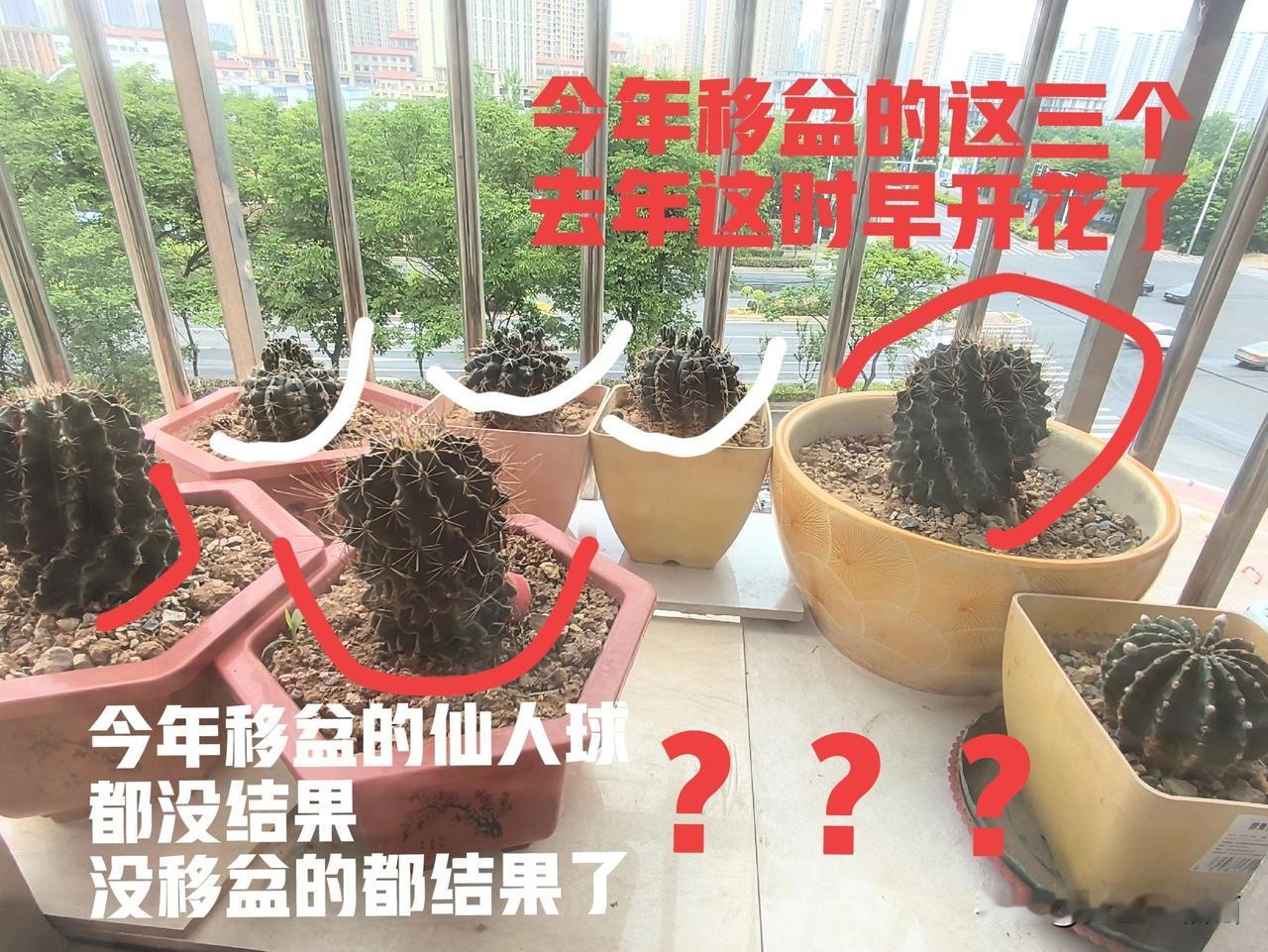 你们家的仙人球开花了吗?你家的仙人球开花了吗？我家今年两周前把去年开花很早的三