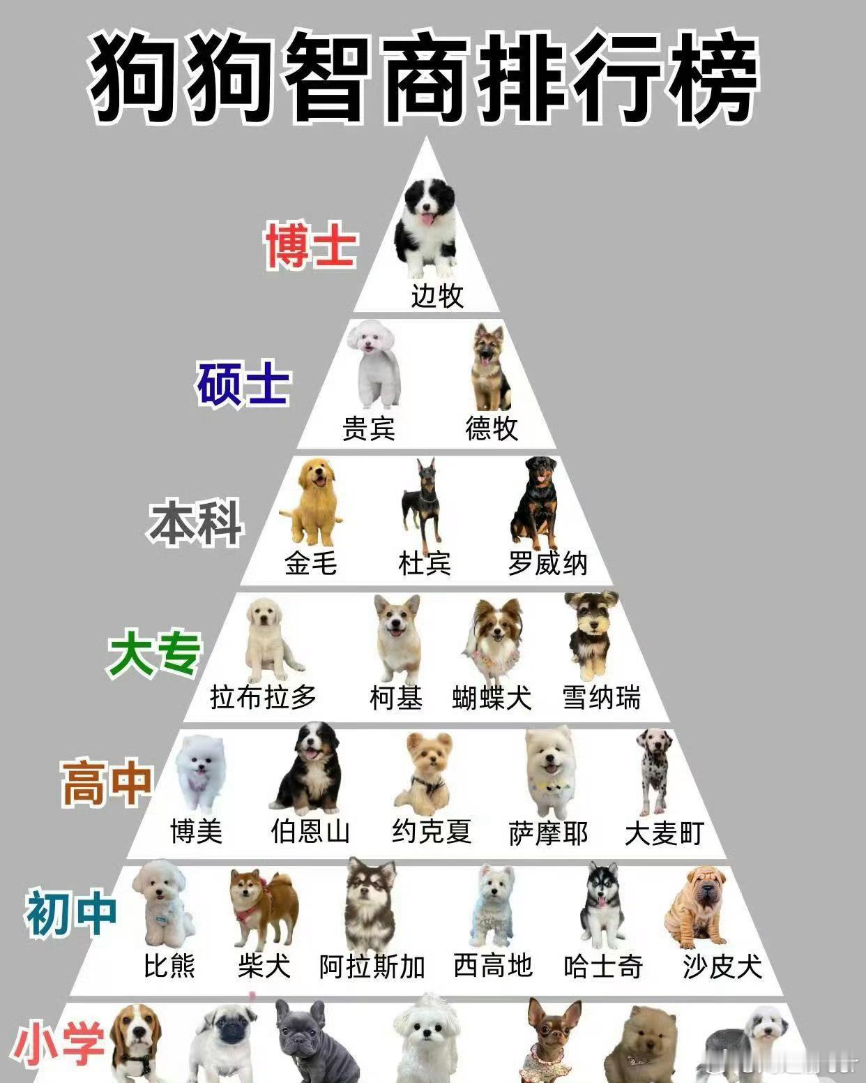 我知道边牧聪明但边牧的智商能第一？这个我是没想到，我觉得应该是中华田园犬排名第一