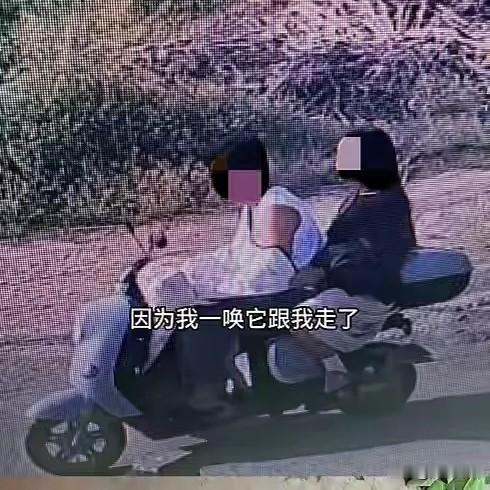 网红边牧“锄头”被一对男女顺手牵羊，这事传开后，两人眼下处境堪忧。如今主人