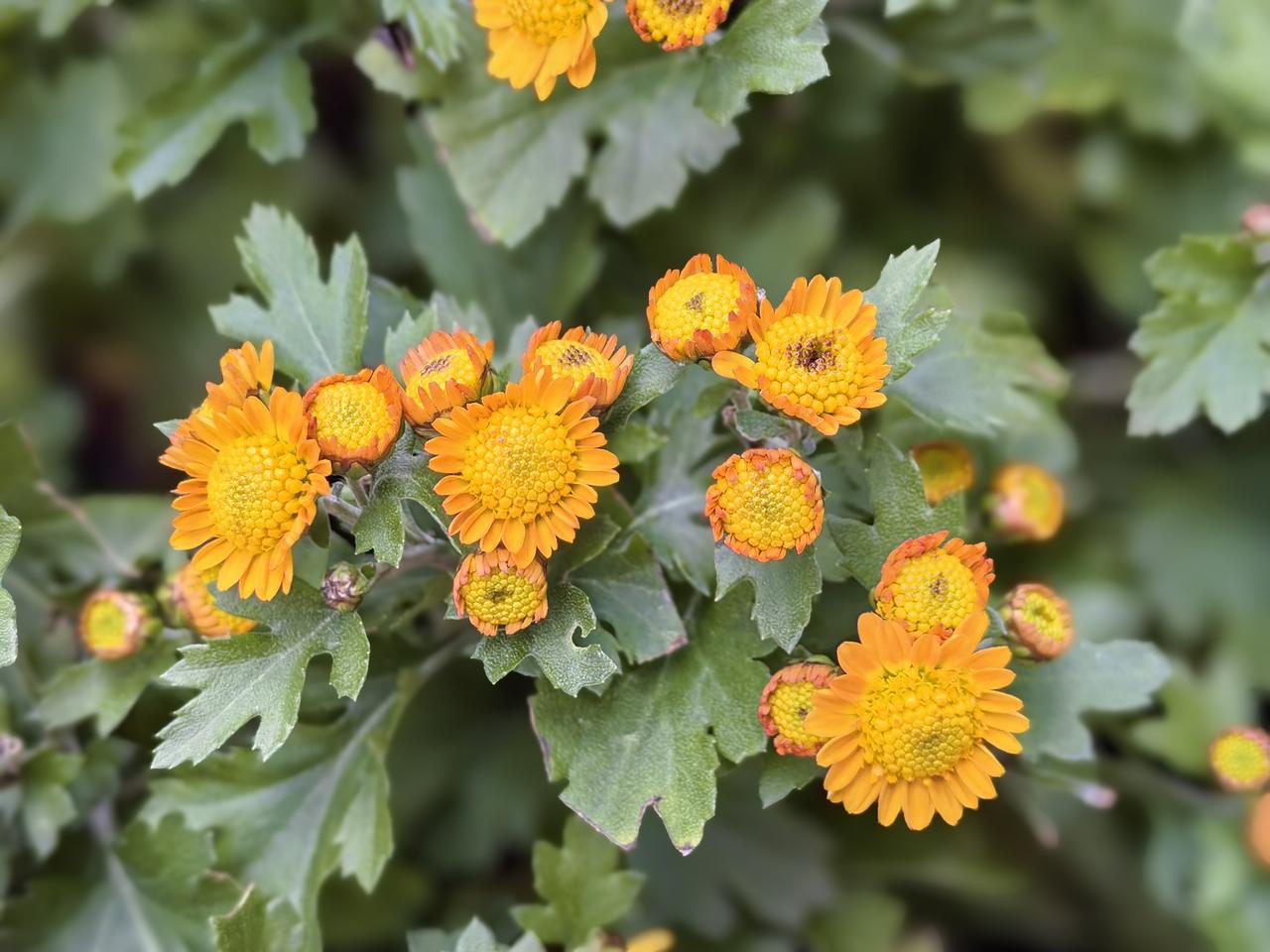 问：怎么解决农村光棍的婚姻问题？答：转变观念，让农村女孩留下来，父母把宅基地