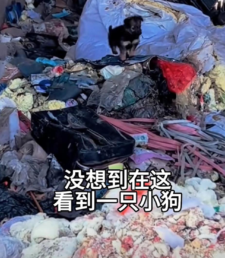 太感人了！狗狗得细小去世，狗狗用过的所有物品都有细小病毒，所以必须处理掉！为了不