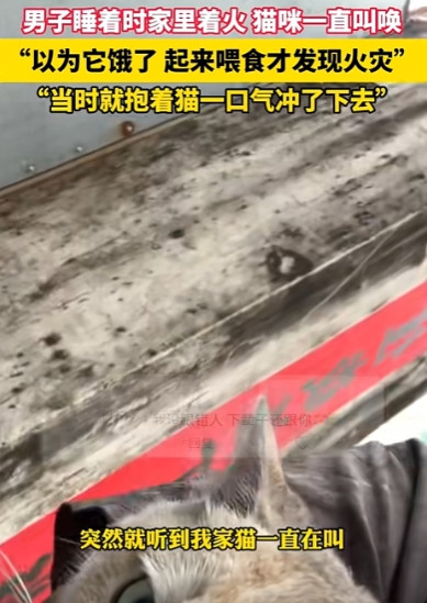 太有灵性了！广东，男子正在睡觉，猫咪却在旁边狂叫不止，男子不耐烦的拿来猫粮，却意