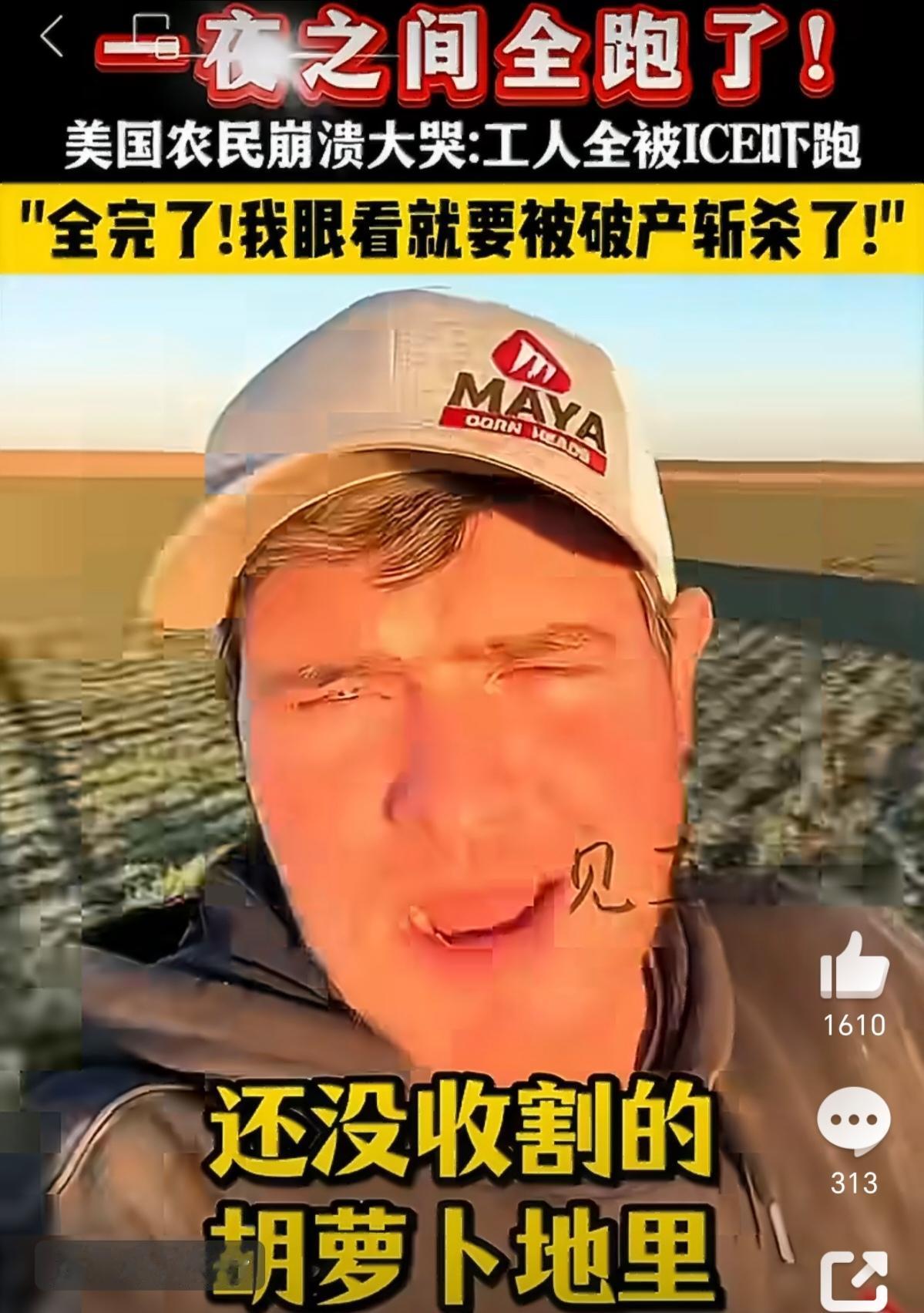 ICE扫荡吓走“老墨”农工，胡萝卜、草莓、甜椒等烂地、农民被罚濒临破产。20