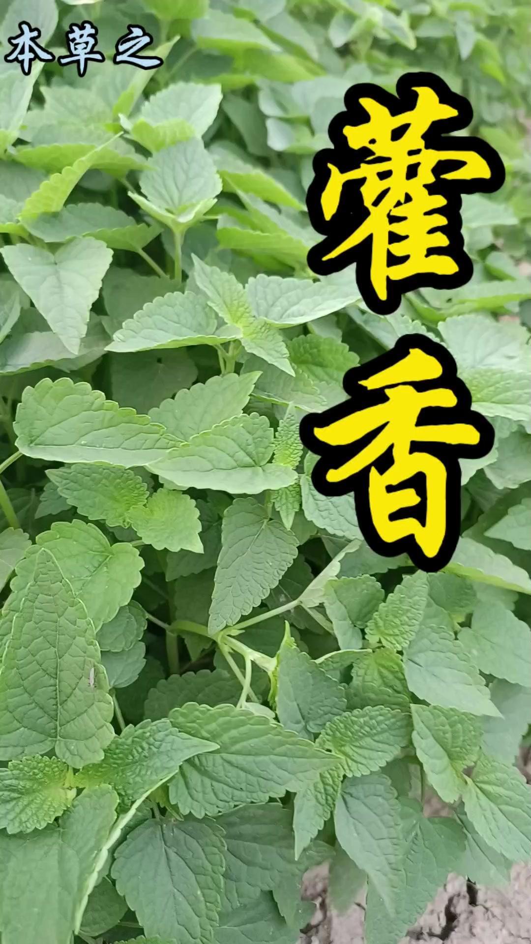 🛎️作为药食同源的植物，藿香有化湿醒脾、解暑发表散热等功效，能缓解湿阻中焦、暑