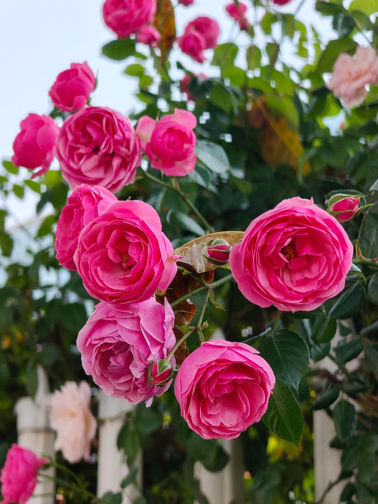 用摄影看世界爬藤月季