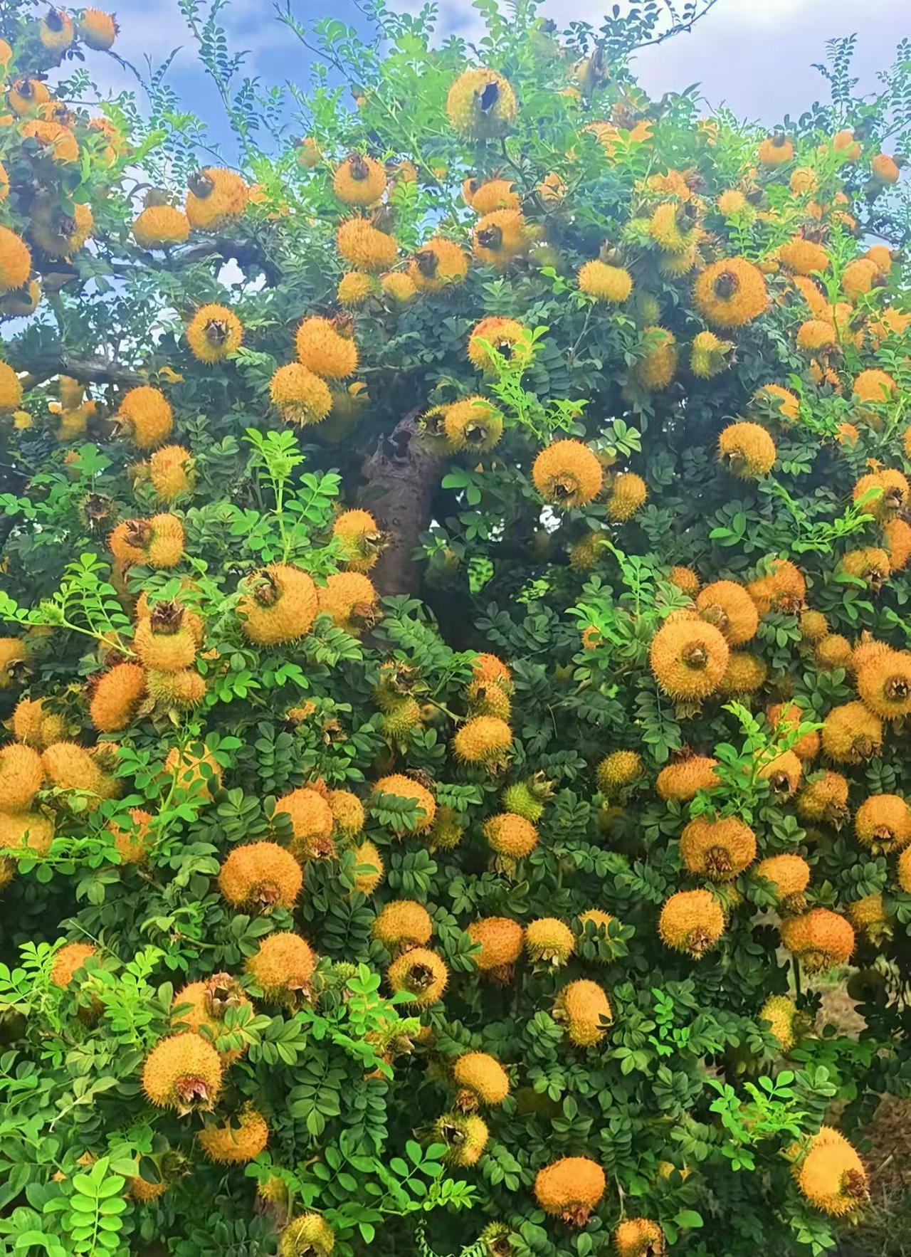 这轮结构性牛市，最惨4兄弟已经出现，分别是：恒生科技，白酒，医药，券商，只要持有