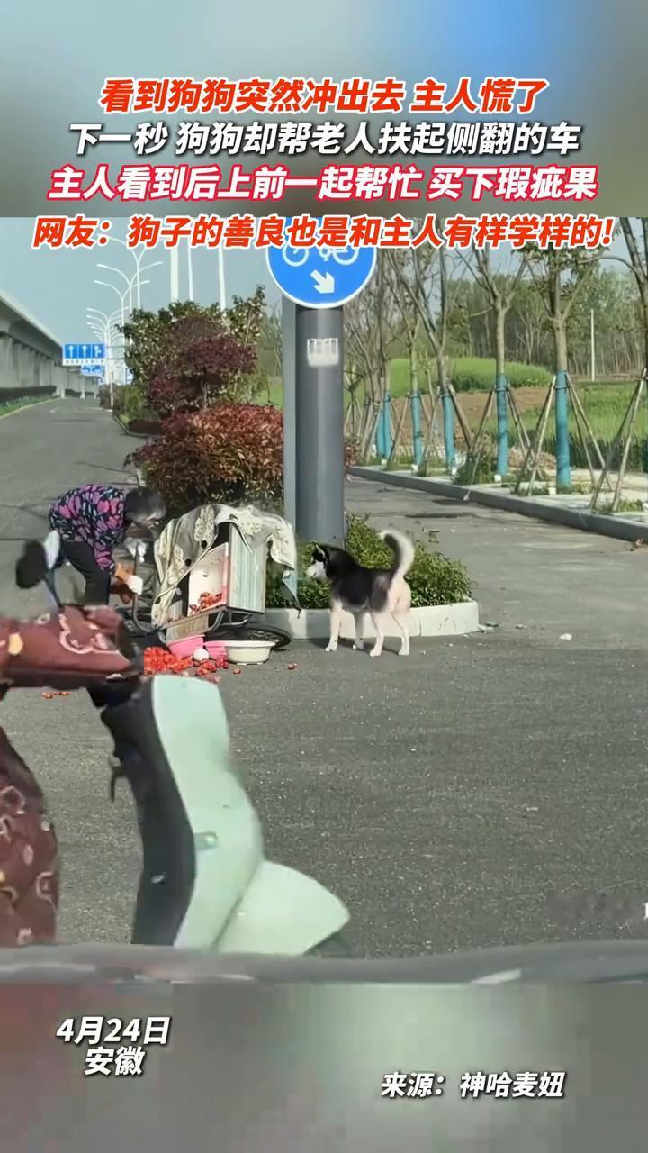看到狗狗突然冲出去主人慌了，下一秒狗狗却帮老人扶起侧翻的车，主人看到后上前一起帮
