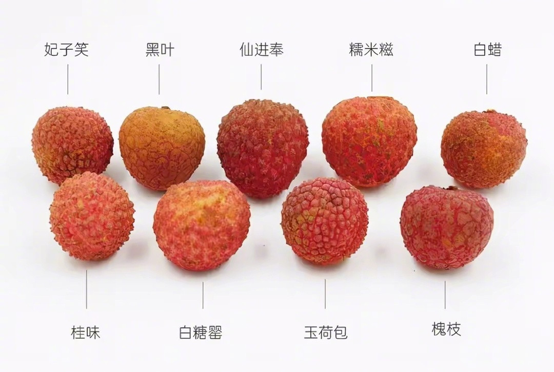 荔枝原来，在某些人心中，荔枝都有鄙视链。大家惯常吃的是哪个品种啊？​​​