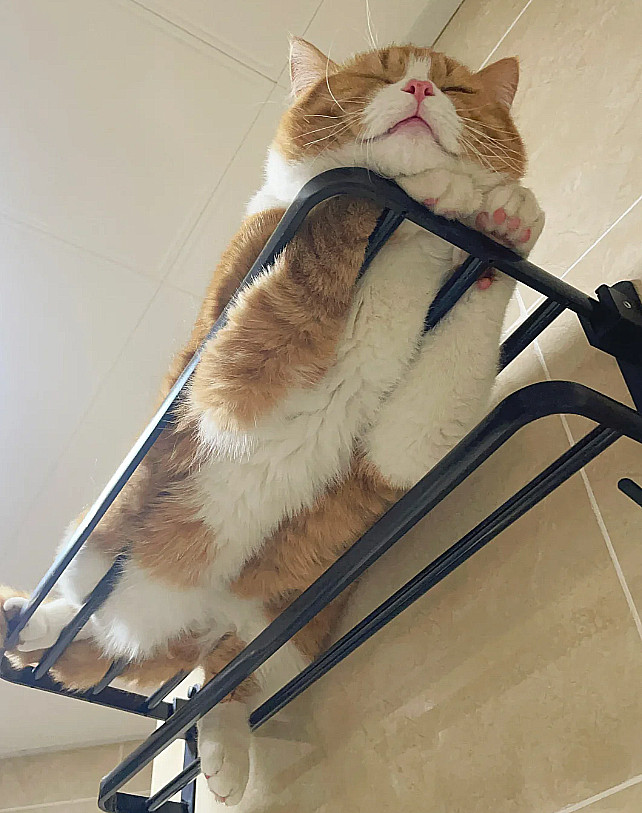 长的胖的好处就是，卡着不会掉下来[捂脸哭]我在蹲马桶，它在马桶上方睡觉，头大，还知