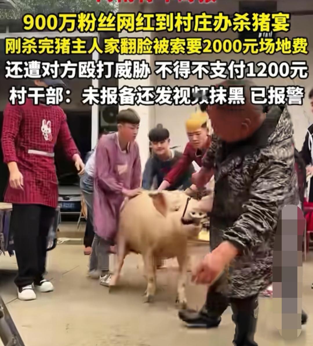 900万粉网红到农村办杀猪宴翻车，猪肉被村民抢走，村长：他们没有报备，已报警！