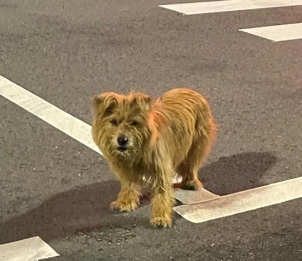 广安一流浪狗咬伤多人后被测出狂犬病？当地回应。评论区一片愤怒