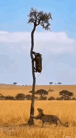 好家伙，这年头连野猪都会爬树了[捂脸哭]