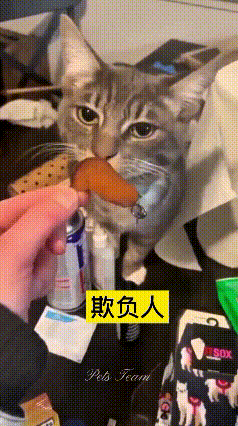 看到这个视频，瞅它给我笑岔出眼泪！狸花猫眼巴巴瞅着肉干，口水都快流地上了，结果旁