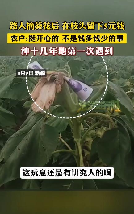 “意外的惊喜！”8月9日，新疆塔城，一男子去葵花地巡逻时，发现种的葵花被人偷了一