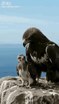 在老鹰🦅的世界里，绝对没有肯老族？鹰妈妈决不惯着，该出爪就出爪？到了该