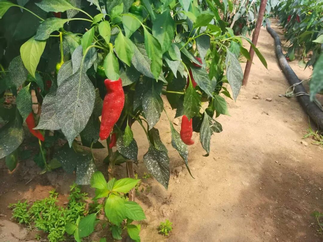[记者在一线]龙潭镇辣椒种植产业助农增收