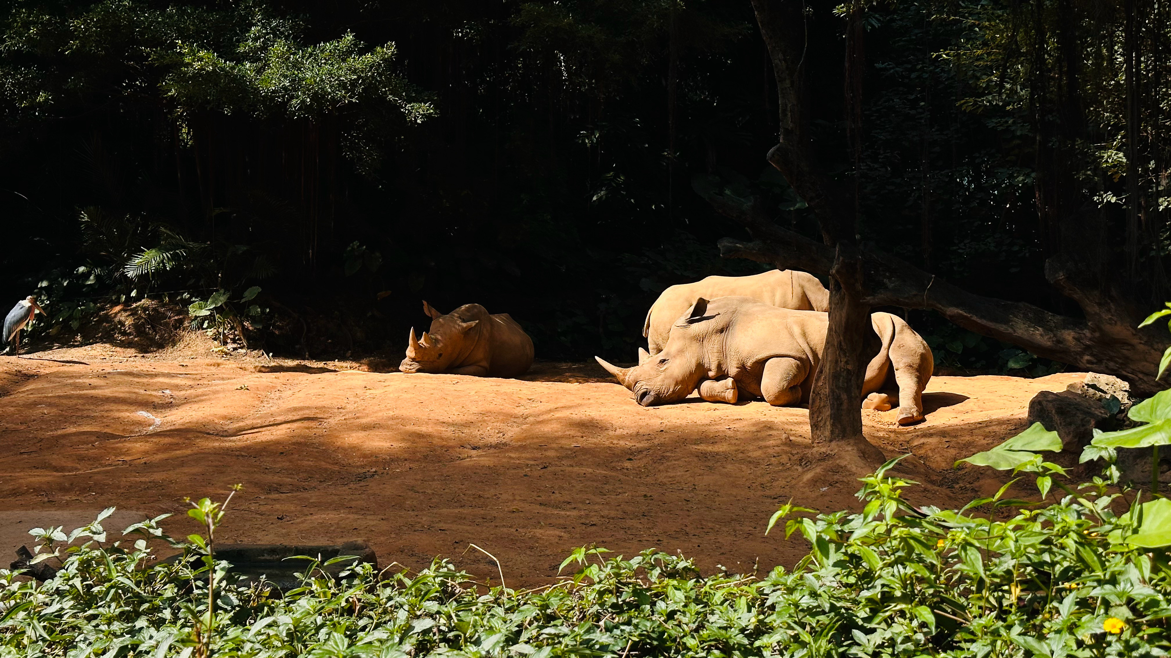 犀牛睡着了还挺可爱​​​