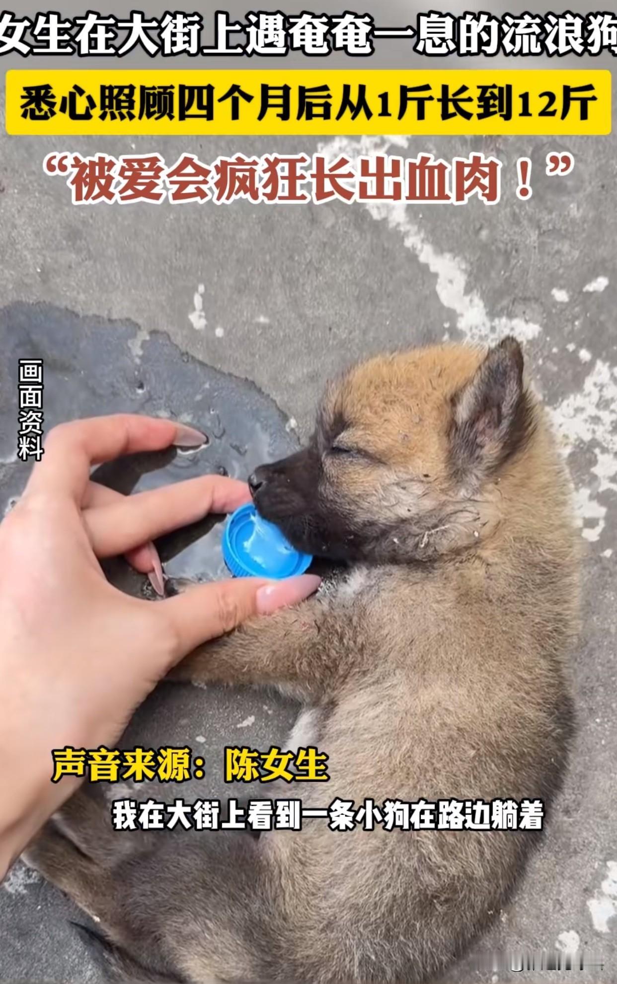 “养成系奇迹！”重庆一位姑娘在六月份的时候，在滚烫的马路牙子上捡到只中暑的小流浪