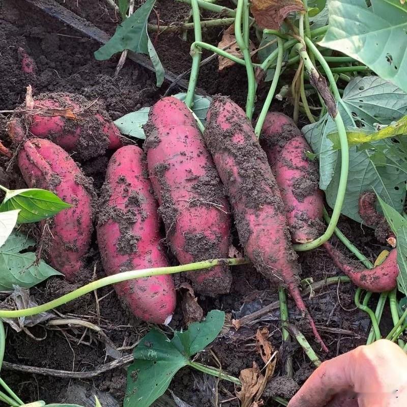 红薯控旺别乱翻秧！老农直言：巧追肥，一亩多赚500块种红薯的老乡注